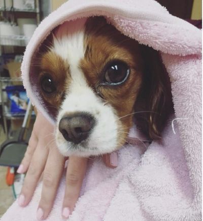 Dog in towel